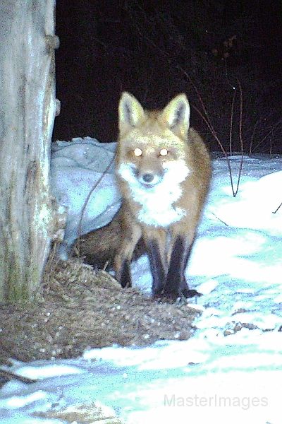 RedFox_032411_0407hrs.jpg - Red Fox (Vulpes vulpes)